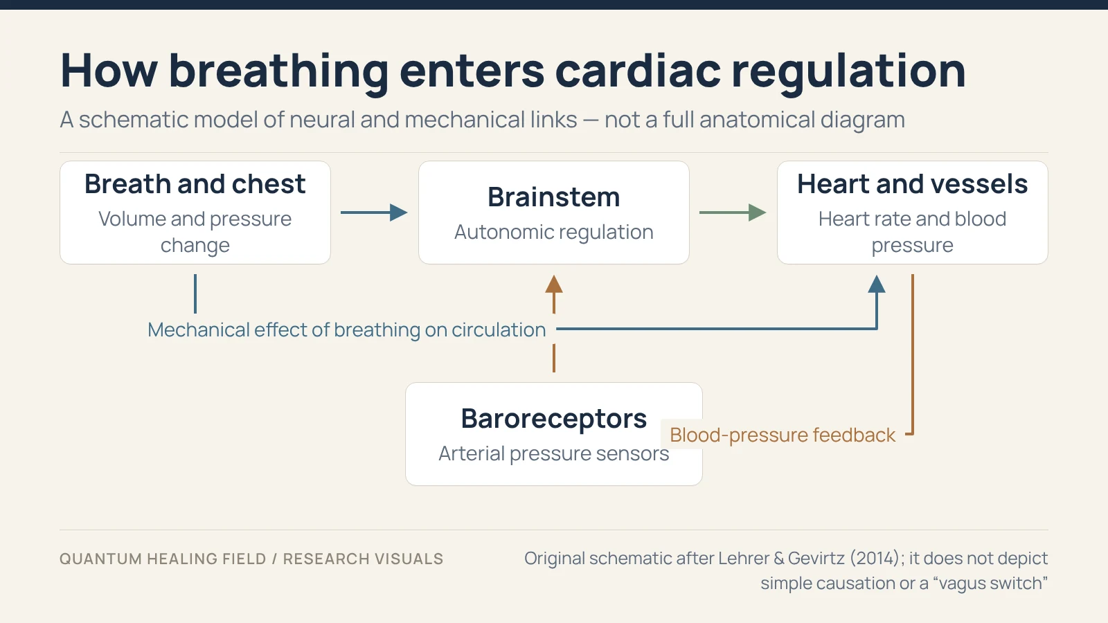A schematic loop: breath and chest, brainstem, heart and vessels, with baroreceptors feeding arterial pressure back to the brainstem.