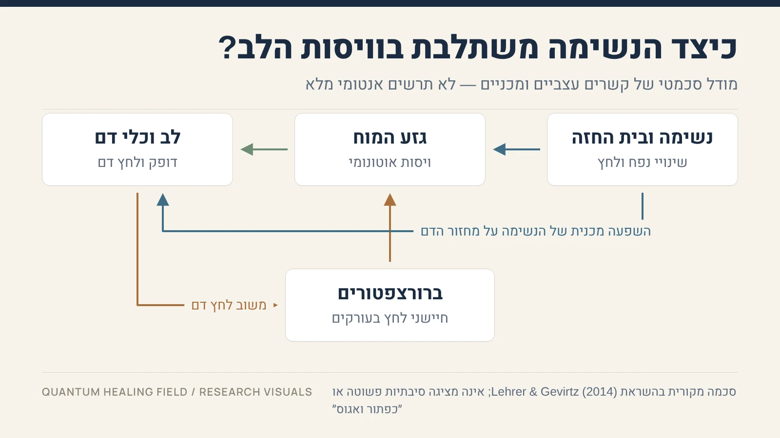 לולאה סכמטית: נשימה ובית החזה, גזע המוח, לב וכלי דם, וברורצפטורים שמחזירים מידע על לחץ העורקים לגזע המוח.