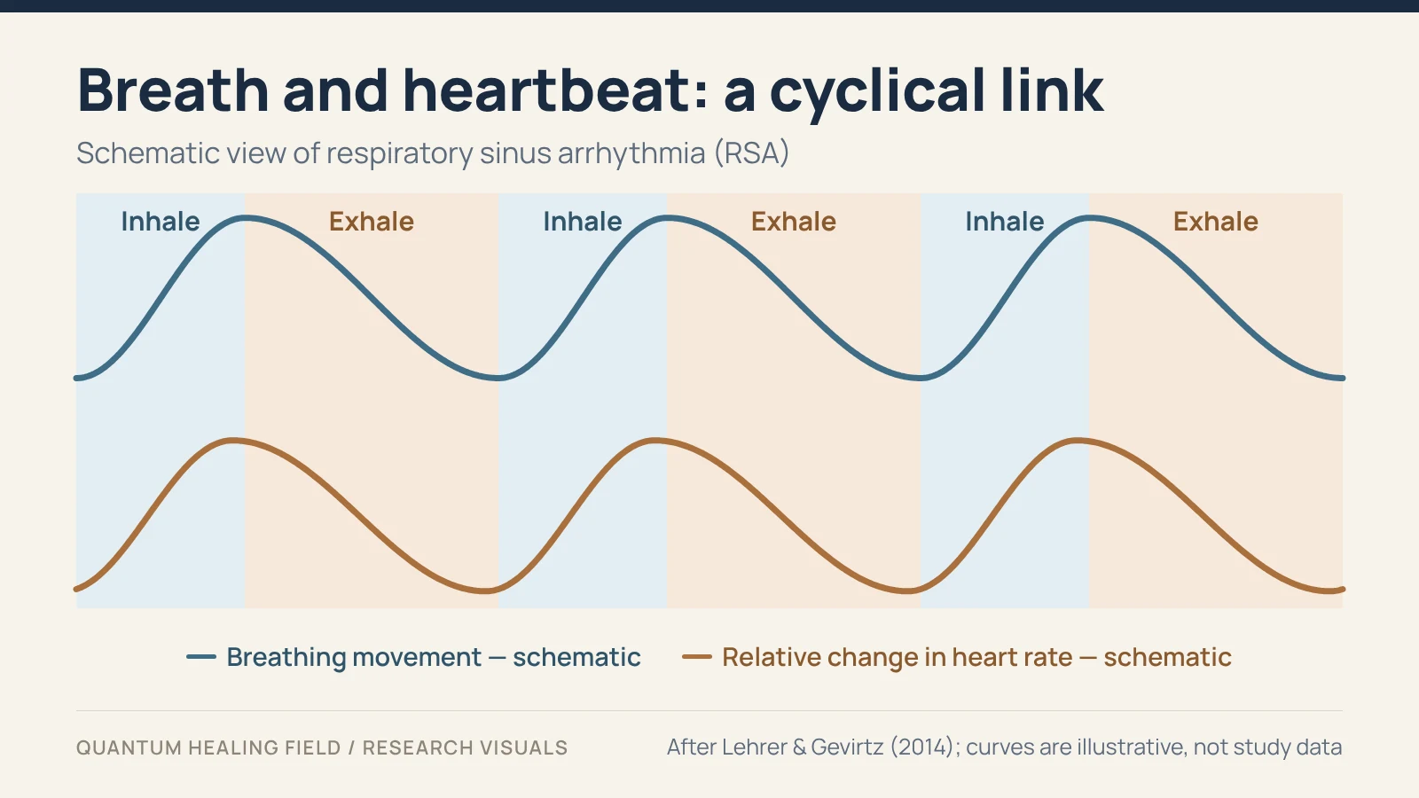 Two schematic curves: breathing movement above and relative heart rate below, both rising on the inhale and falling on the exhale.
