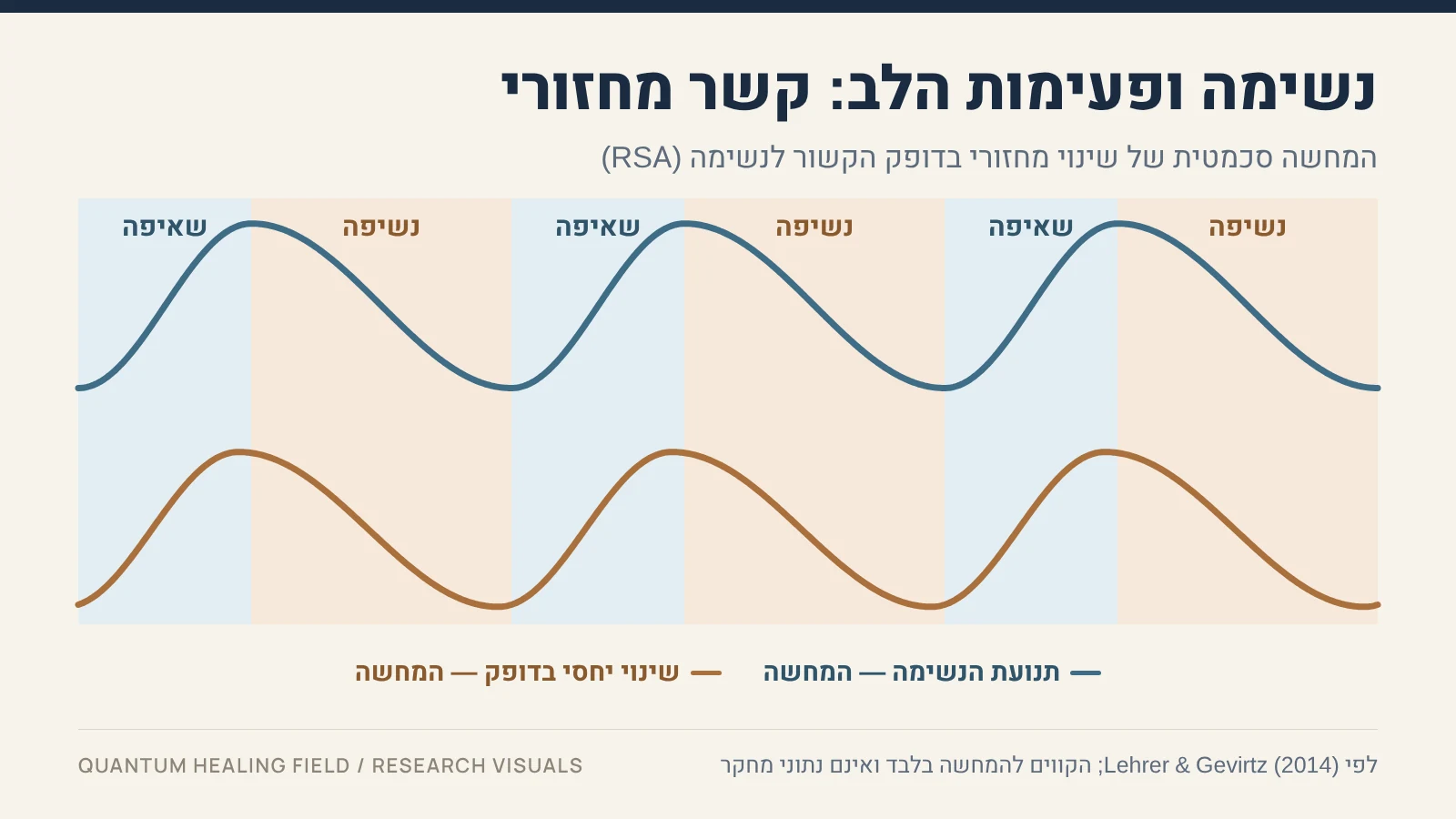 שתי עקומות סכמטיות: תנועת הנשימה למעלה ושינוי יחסי בדופק למטה, שתיהן עולות בשאיפה ויורדות בנשיפה.